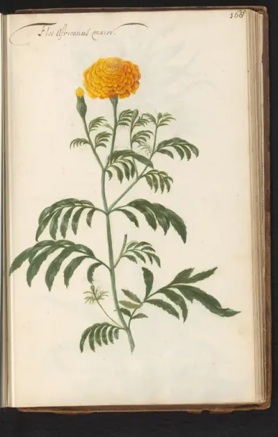 Afrikaantje (Tagetes)