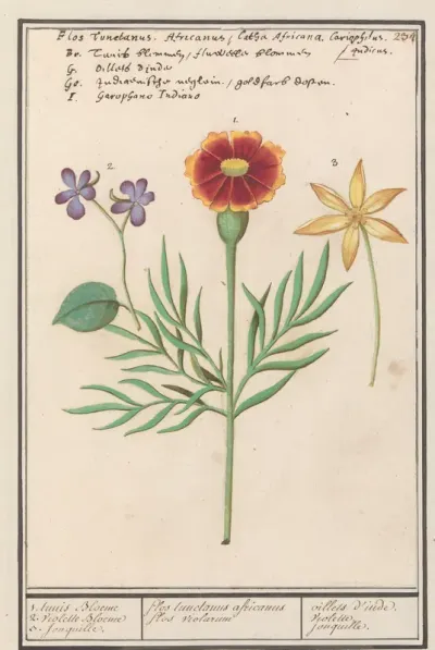 Afrikaantje (Tagetes), viooltje (viola) en narcis (Narcissus)