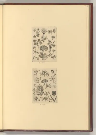 Afrikanische Ringelblume; Pfingstrose