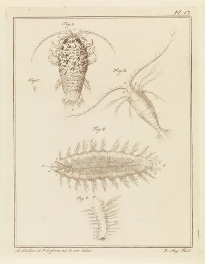 Agaatpissebed, copepode en borstelworm