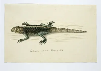 Agama atra (Namaqua salamander)