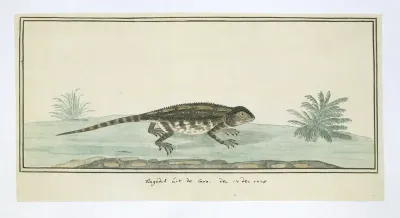 Agama hispida (Karoo hagedis)
