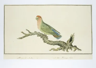 Agapornis roseicollis (Rosy-faced lovebird)