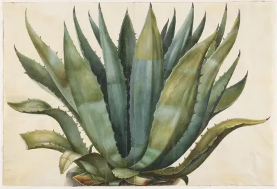 Agave americana (almindelig agave)