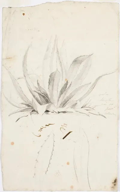 Agave ; toisella puolella luonnos istuvasta naisesta