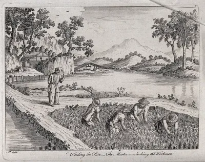 Agriculture: four labourers weeding rice paddies in China, with their master looking on