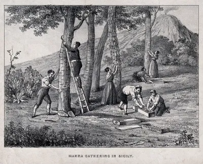 Agriculture: peasants gathering manna from trees in Sicily and packing it in boxes marked "Herring Brothers London"