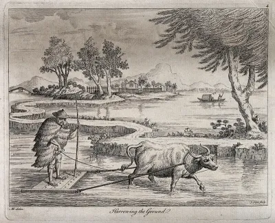 Agriculture: preparing rice paddies in China with an ox-drawn plough