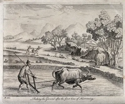 Agriculture: raking rice paddies in China with an ox-drawn plough