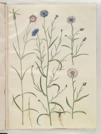 Agrostemma githago (almindelig klinte); Centaurea cyanus (kornblomst)