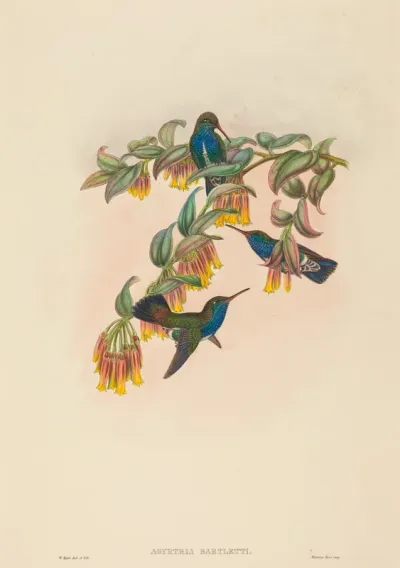 Agyrtria bartletti (Bartlett's Emerald)