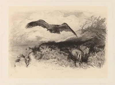 Aigle au vol