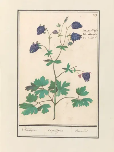 Akelei (Aquilegia)