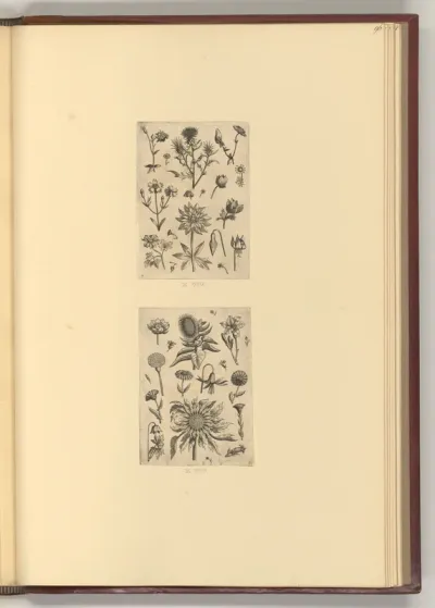 Akeleien; Zwei Sonnenblumen