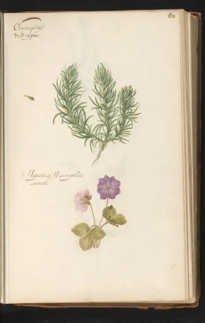 Akkerzenegroen (Ajuga chamaepitys) en leverbloempje (Hepatica nobilis)