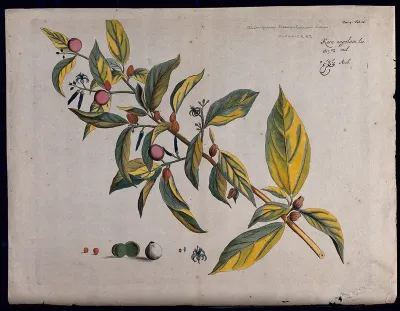 Alangium salvifolium var