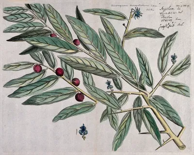 Alangium salvifolium Wang.: branch with flowers, fruit and leaves