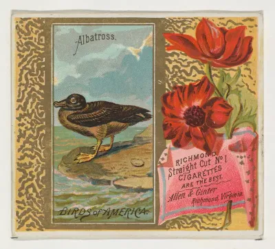 Albatross, from the Birds of America series (N37) for Allen & Ginter Cigarettes