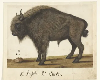 Album Sheet with a Bison