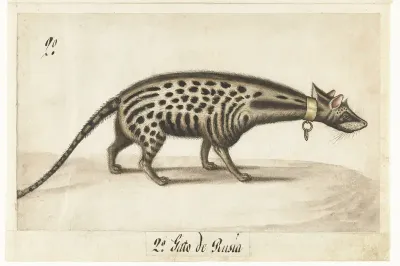 Albumblad met een civetkat
