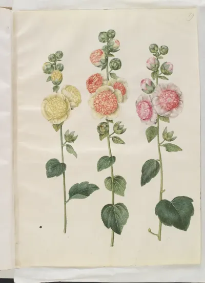 Alcea rosea (have-stokrose)