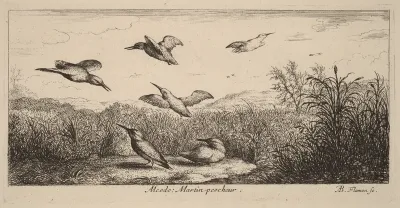 Alcedo, The Kingfisher