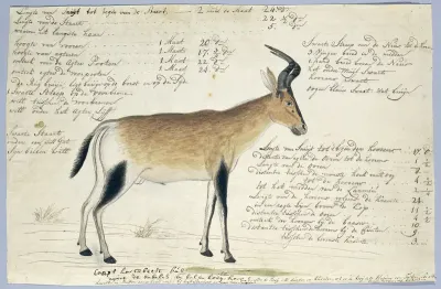 Alcelaphus buselaphus caama (Hartenbeest)