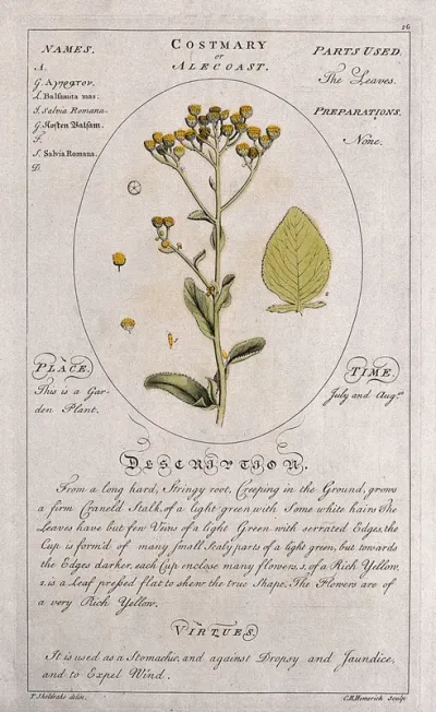 Alecost or costmary (Balsamita major Desf.): flowering stem with separate leaf and floral segments and a description of the plant and its uses