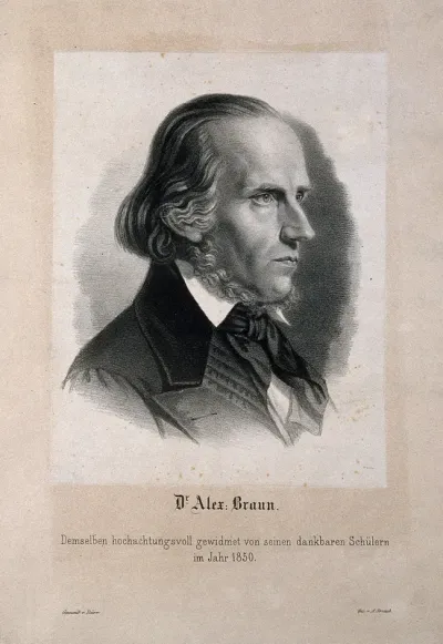 Alexander Braun