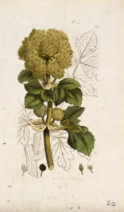 Alexanders (Smyrnium olusatrum): flowering stem, leaf and floral segments