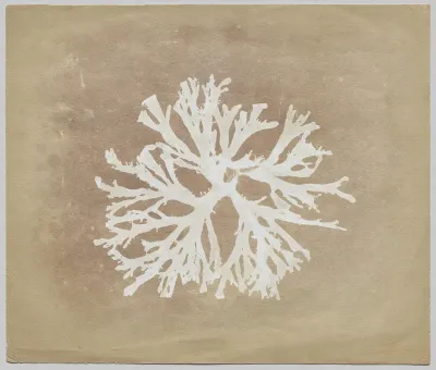 Algae