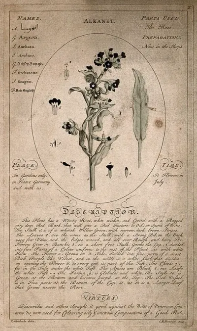 Alkanet (Anchusa tinctoria L.): flowering stem with separate leaf and floral segments and description of the plant and its medicinal uses