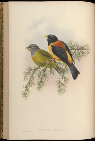 Allied Grosbeak
