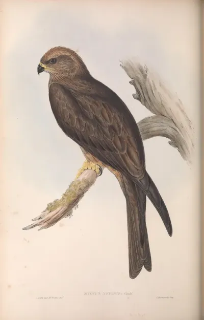 Allied Kite