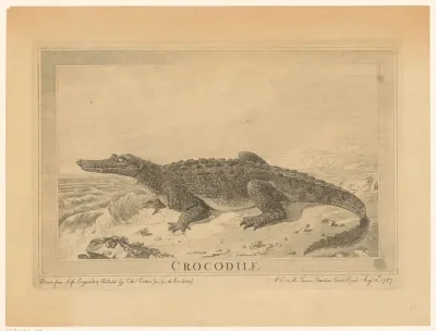 Alligator