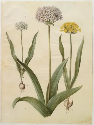 Allium moly (guld-løg); Allium nigrum (sort løg)