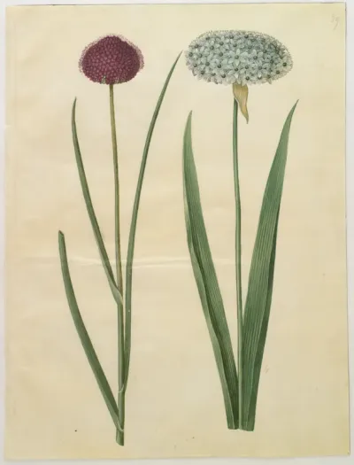 Allium sphaerocephalon (middelhavs-prydløg); Allium nigrum (sort løg)