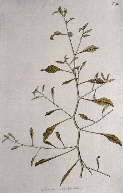 Allmania nodiflora R.Br.: flowering stem