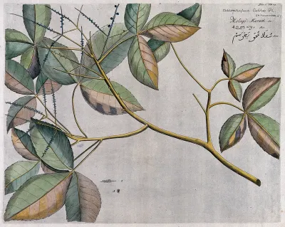 Allophylus cobbe (L.) Räusch.: branch with flowers and fruit and separate flowers, sectioned fruit and seed