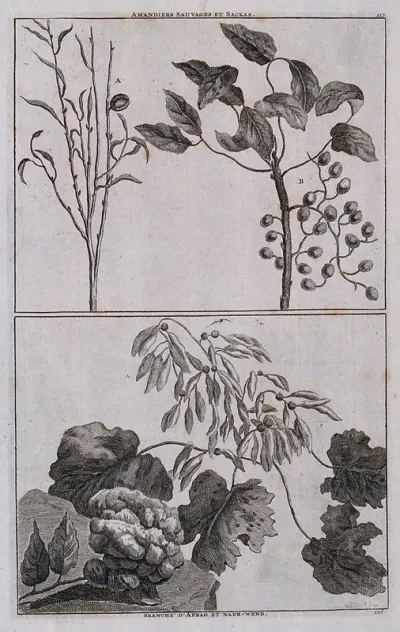 Almond plant (Prunus dulcis) and other fruiting stems collected in Persia