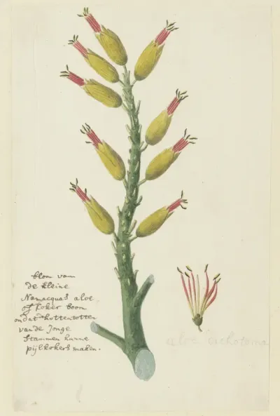 Aloe dichotoma Masson (Quiver tree or Kokerboom)