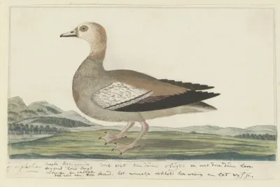 Alopochen aegyptiacus (Nijlgans)