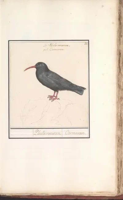 Alpenkraai (Pyrrhocorax pyrrhocorax)