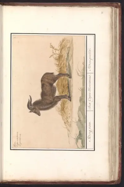 Alpensteenbok (Capra ibex)
