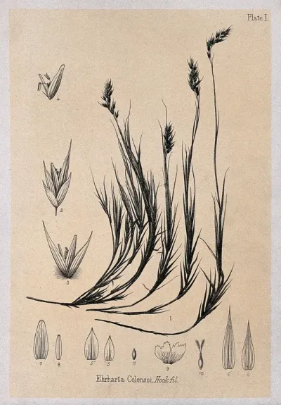 Alpine rice grass (Ehrharta colensoi Hook f.): plant with floral segments