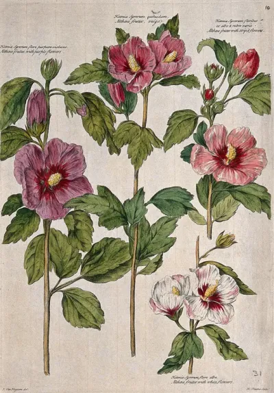 Althaea flowers (4 varieties)