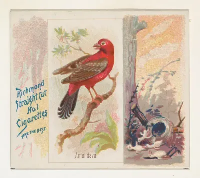 Amandava, from the Song Birds of the World series (N42) for Allen & Ginter Cigarettes