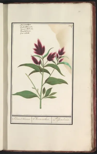 Amarant (Amaranthus)
