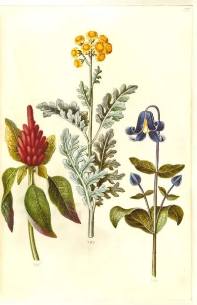 Amaranthus cruentus (rød amarant); Jacobaea maritima (gråblad); Clematis integrifolia (blå staudeklematis)