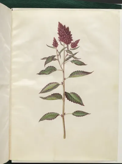 Amaranthus cruentus (rød amarant)